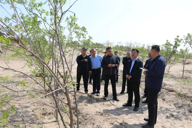 6月3日至4日，自治区总工会党组书记、副主席张慧宇深入兴安盟调研，图为在科右中旗新佳木苏木浩力宝嘎查文冠果基地的沙区腹地，了解工会助力防沙治沙和风电光伏一体化工程实施情况