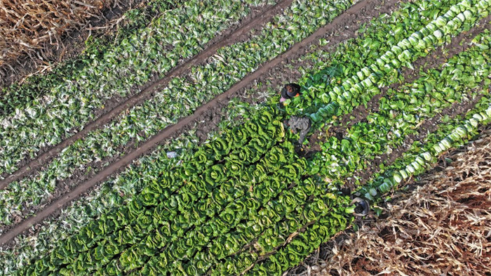 内蒙古扎兰屯：秋菜采收忙