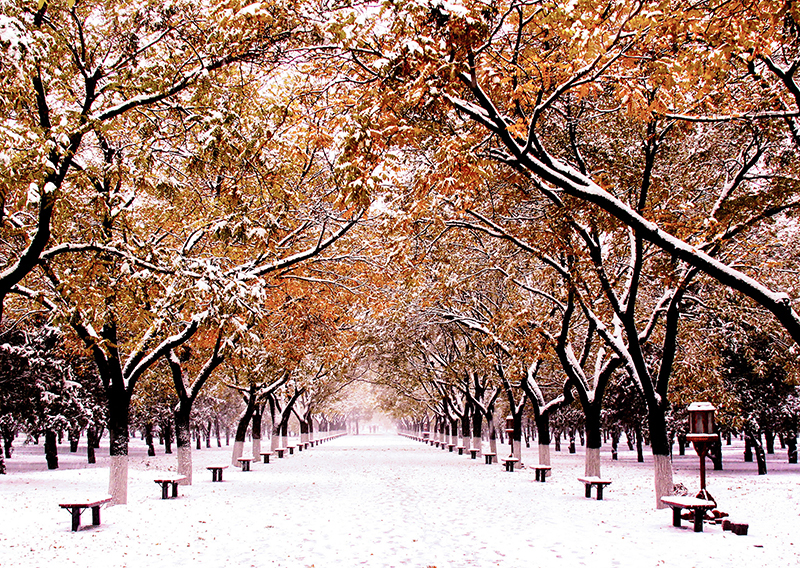 雪后（汤青 摄）